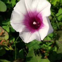 ベゴニア,ベゴニア,ベゴニア,サツマイモの花,サツマイモの花の画像