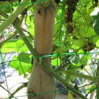 ナス,ズッキーニ,万願寺とうがらし,長居植物園の画像