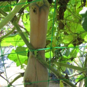 ナス,ズッキーニ,万願寺とうがらし,長居植物園の画像