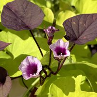 イポメア,サツマイモの花,サツマイモ,散歩,つる性植物の画像
