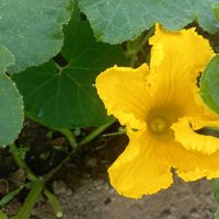 野菜の花,畑の画像