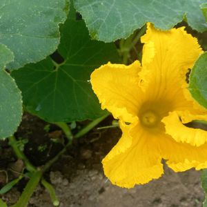 野菜の花,畑の画像