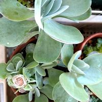 デザートローズ,唐印(デザートローズ),多肉植物の画像