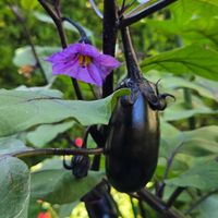 ナス,ナス,ナス,茄子,茄子の花の画像