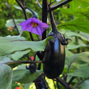 ナス,ナス,ナス,茄子,茄子の花の画像