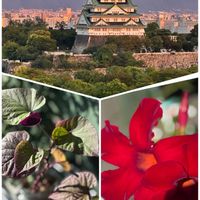 さつまいも,サンパラソル,サンパラソル,さつまいもの葉,大阪城。の画像