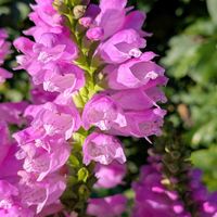 ハナトラノオ,ハナトラノオ,ピンクの花,庭パトの画像