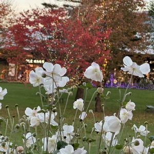 イロハモミジ,秋明菊,お出かけ先の画像