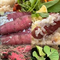 ヒルガオ,マルバアサガオ,サツマイモ,さつま芋ご飯,実りの秋の画像