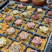 多肉植物,エケベリア属,バルビナエア属,カリロア属の画像