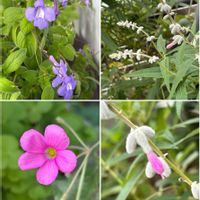 ピンクアメジスト セージ,ストレプト カーパス,ハナカタバミ。,鉢植え,紫の花の画像