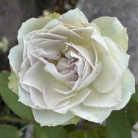 ラピスヴェール,鉢植え,ガーデニング,ばら バラ 薔薇,庭の画像