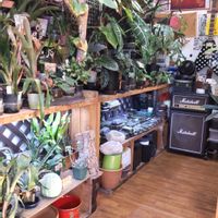 多肉植物,ウラボシ科,ビカクシダ属,食中植物,塊根の画像