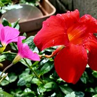 サンパラソル,ラッキークローバー,癒し空間,水やり後,花雫の画像