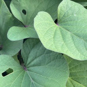 サツマイモ,花壇,ガーデニング,自家製野菜,ヒルガオ科の画像