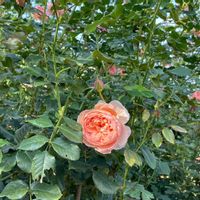 ナンキンハゼ,バラ 真宙 まそら,薔薇　ピクシー,いばらきフラワーパーク,雲仲間の画像