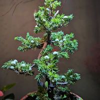 杜松,ネズの木,ねずの実,盆栽,植物のある暮らしの画像