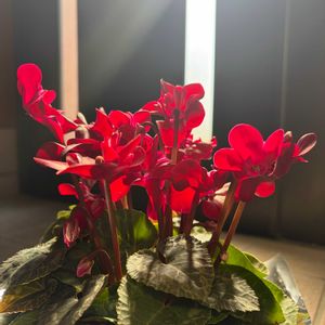 花のある暮らし,仲間入り,癒しのひと時, シクラメン,優しい時間の画像