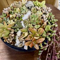 多肉箱庭,我が家のお花の画像