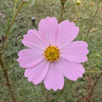 コスモス,秋桜(コスモス),畑の画像