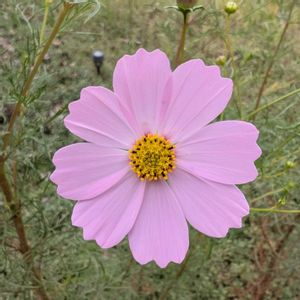 コスモス,秋桜(コスモス),畑の画像