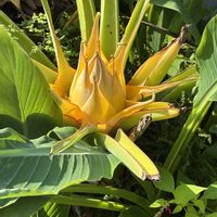 ガガイモ,多肉植物の画像