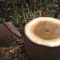 ポポー,日本水仙,種から,レア品種,無農薬栽培の画像