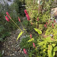 ペルシカリア,ナチュラルガーデン,庭の宿根草,お庭の花たち,花と暮らすの画像