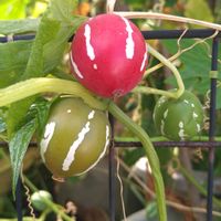 オキナワスズメウリ,ビタミンカラー,種から,花のある暮らし,実りに感謝の画像