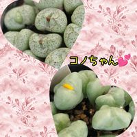 コノフィツム,リトープス,多肉植物,アエオニウム属,コノフィツム属の画像