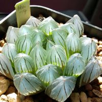 ハオルチア,ハオルチア,多肉植物,ハオルチア属,透明な窓の画像