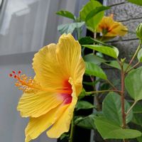 鉢植え,花のある暮らし,私の癒やし,部屋の前の画像