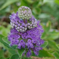 斑入りツルマサキ,ダンギク(段菊),鉢植え,我が家の庭,かわいい花の画像