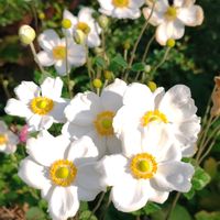 ホトトギス,シュウメイギク（秋明菊）,地植え,我が家の庭,秋の花の画像