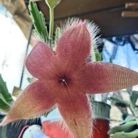ヒルスタ,咲いた！,今日の一枚,あかの画像