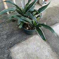 オモトの画像