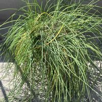 チャイブ,ノースポール,切り戻し,ハーブのある暮らし,お花大好きの画像