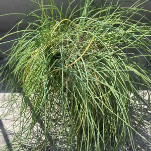 チャイブ,ノースポール,切り戻し,ハーブのある暮らし,お花大好きの画像