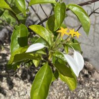 コンロンカの画像