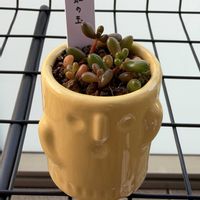 ゴーラム,セダム,虹の玉,虹の玉,名前を教えての画像