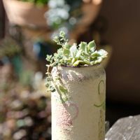 多肉植物,ベランダガーデニング,多肉植物のある暮らし,自作リメ缶,癒し…♡の画像