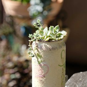 多肉植物,ベランダガーデニング,多肉植物のある暮らし,自作リメ缶,癒し…♡の画像