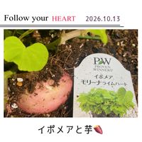イポメア,イポメア,イポメアの芋,癒し,美しいの画像
