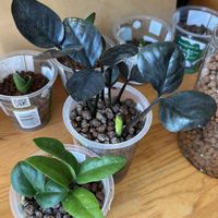 サトイモ科,ザミオクルカス,ザミオクルカス,観葉植物,ハイドロカルチャーの画像