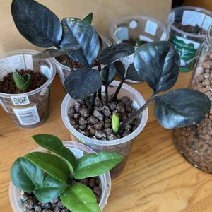サトイモ科,ザミオクルカス,ザミオクルカス,観葉植物,ハイドロカルチャーの画像