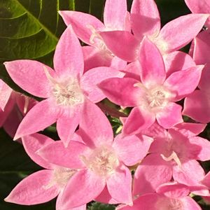 ペンタス,ペンタス,公園,鉢植え,花壇の画像