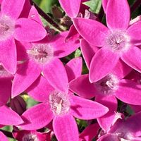 ペンタス,公園,鉢植え,花壇,ガーデニングの画像