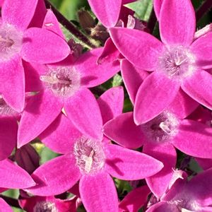 ペンタス,公園,鉢植え,花壇,ガーデニングの画像