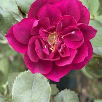バラ,バラ大好き,お家園芸,バラの庭園をつくりたい,世界をもっとバラ色にbyハイポネックスの画像