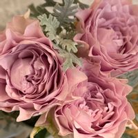 バラ,バラ　ケイトズハグ,バラ　ケイトズハグ,切り花,バラ・切り花品種の画像